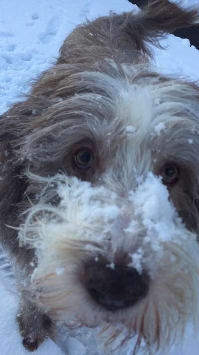 Fotosammlung: ,,Der natürliche Hund" Unbearbeitet, ungestellt und in Natura-Beitrag-Bild