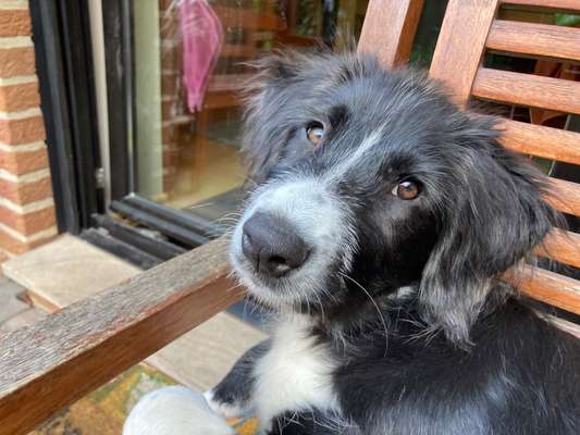 Zeigt mir die tollste Nahaufnahme von eurer Fellnase-Beitrag-Bild