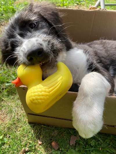 Fotosammlung: ,,Der natürliche Hund" Unbearbeitet, ungestellt und in Natura-Beitrag-Bild