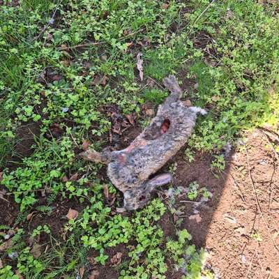 Giftköder-Totes Kaninchen hinter Häuschen-Bild