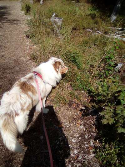 Australian Shepherd Freunde/innen-Beitrag-Bild