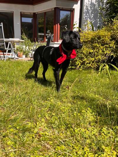 Hundetreffen-Gassi gehen und spielen-Bild