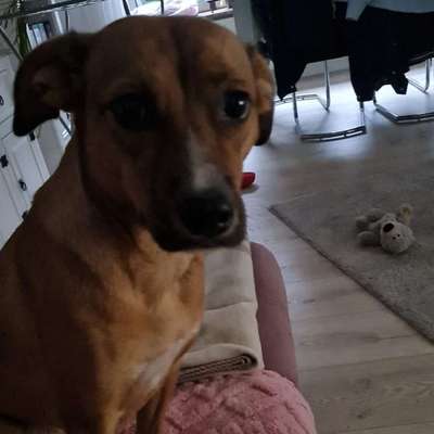 Hundetreffen-Suche süsse Mäuse die mit uns Gassi gehen möchten-Bild