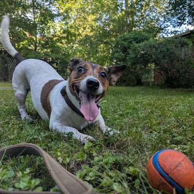 Hundetreffen-Hundefreunde für Monte gesucht-Bild