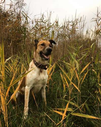 Wo habt ihr eure Hunde her ?-Beitrag-Bild