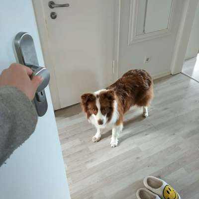 Suchmeldung-Chaska-Bild