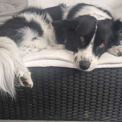Hundetreffen-Trainingspartner gesucht-Bild