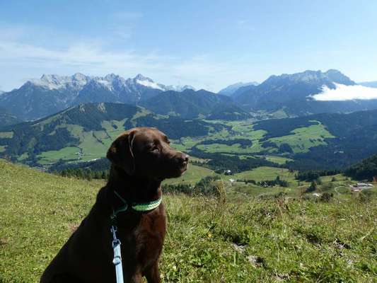 Die Dogorama Wochen Challenge-Beitrag-Bild