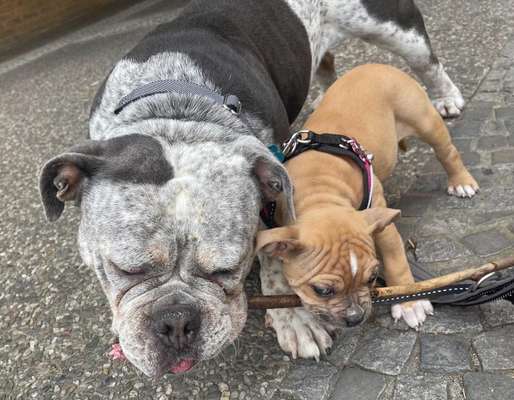 Olde English Bulldogge-Beitrag-Bild