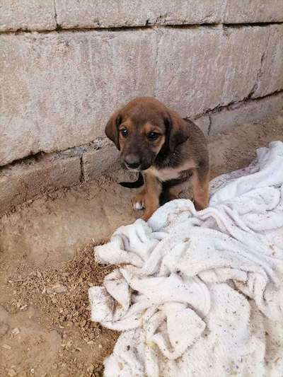 Welpen Bilder !-Beitrag-Bild