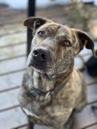 Dogorama Photo Challenge - Hundeblick zum hinschmelzen-Beitrag-Bild