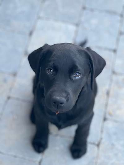 Labradorfans-Beitrag-Bild