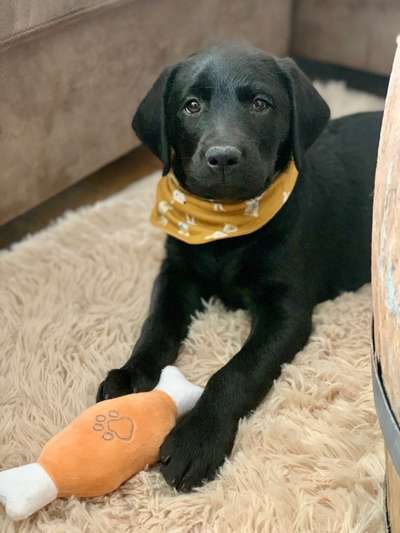 Dogorama Photo Challenge - Hundeblick zum hinschmelzen-Beitrag-Bild