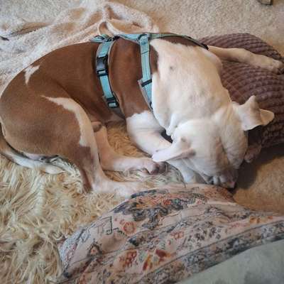 Hundetreffen-Hundefreunde und Spaziergänge-Bild