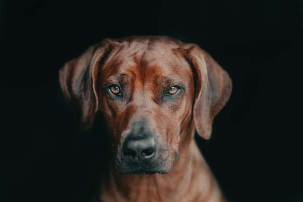 Dogorama Photo Challenge - Hundeblick zum hinschmelzen-Beitrag-Bild