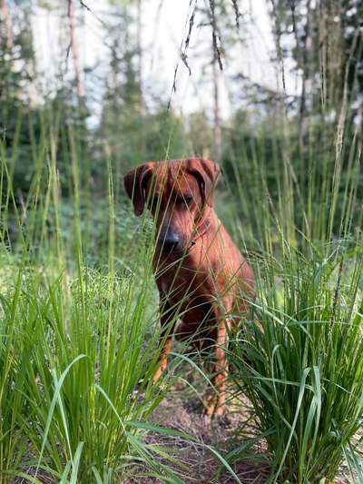 Die Dogorama Kalender Challenge Titelbild-Beitrag-Bild