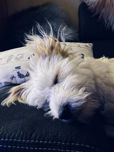 Foto Challenge Nr. 137 - Lass die Ohren fliegen-Beitrag-Bild