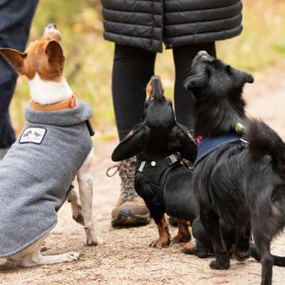 Hundetreffen-Gassibegleitung / Social Walk mit Nera-Bild