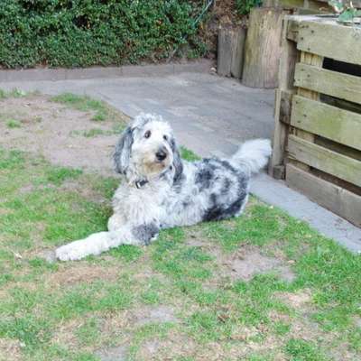 Hundetreffen-Hunderunde-Bild