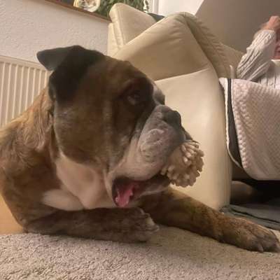 Bulldogge findet schwierig Freunde :-(-Beitrag-Bild