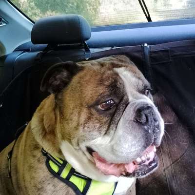 Olde English Bulldogge-Beitrag-Bild