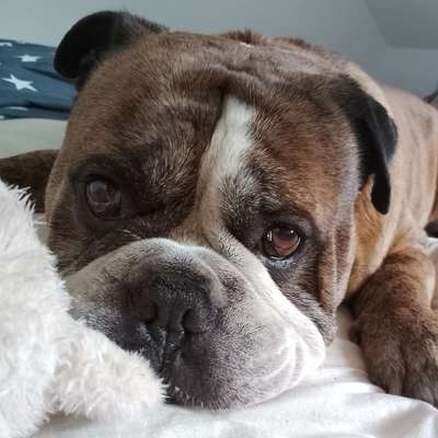 Hundetreffen-Zusammen Gassi gehen-Bild