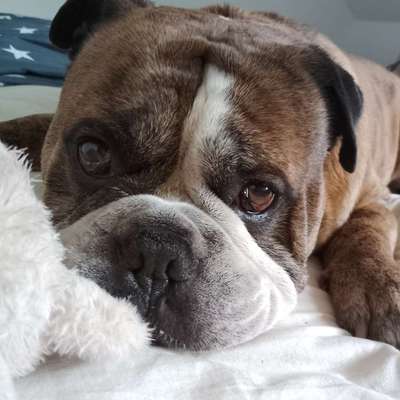 Olde English Bulldogge-Beitrag-Bild