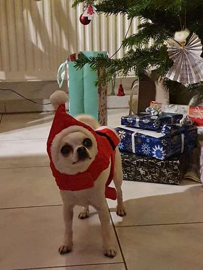 Foto's und Hundemodels-Beitrag-Bild