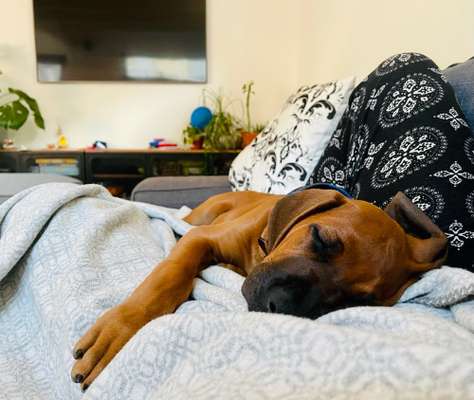 Rhodesian Ridgeback-Beitrag-Bild