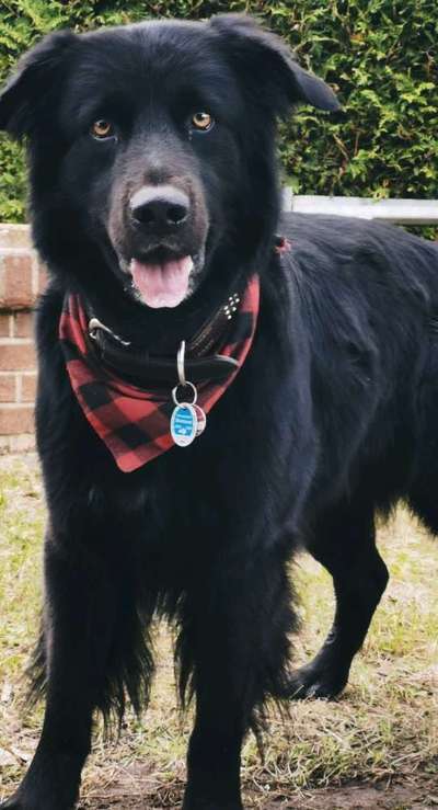 Schäferhund-Beitrag-Bild