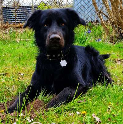 Zeigt mir eure Schäferhund Mischlinge :-)-Beitrag-Bild