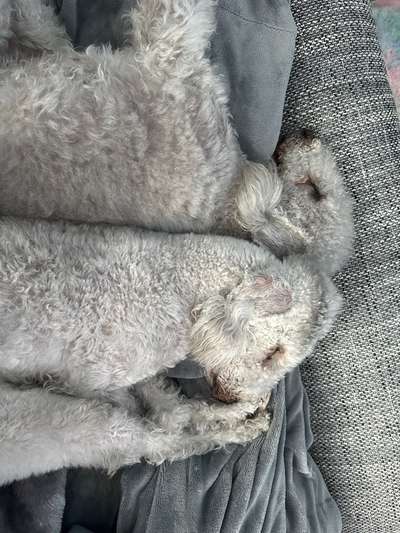 Bedlington Terrier-Beitrag-Bild