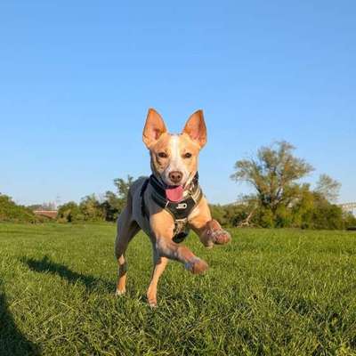 Hundetreffen-Gassirunden / Social Walk / Trainings-Bild