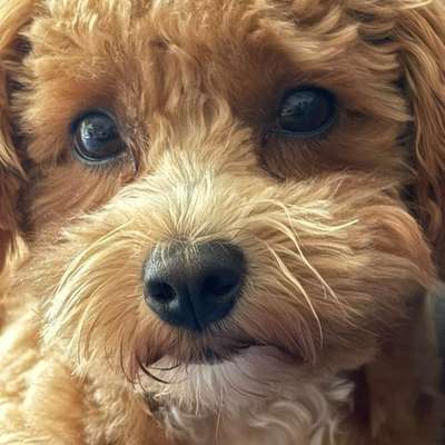 Hundetreffen-Kleine Hunde, Spiel- und Gassitreffen-Bild