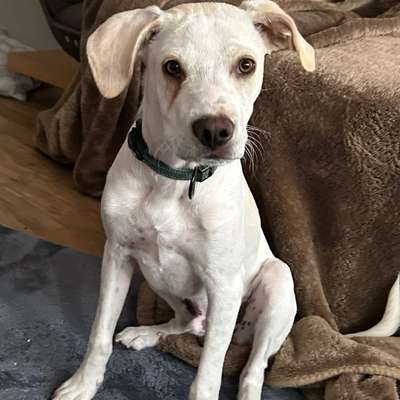 Hundetreffen-Spielkameraden und Social-Walk-Freunde gesucht 🐾-Bild
