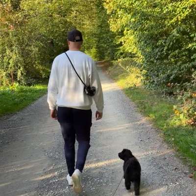 Hundetreffen-Hundbegegnungen und Social Walk-Bild