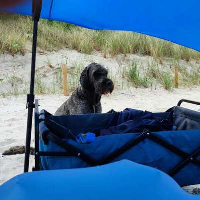 Hundetreffen-Hündchenründchen-Bild