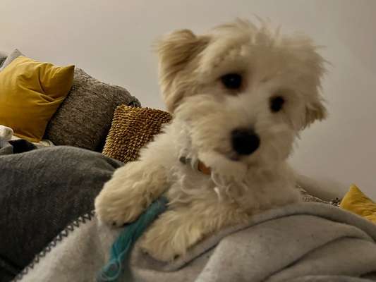 Hundetreffen-Lenny sucht Freunde-Bild