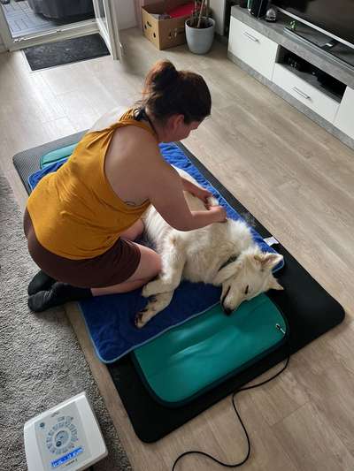 Giftköder-Mobile Hundephysiotherapie-Bild