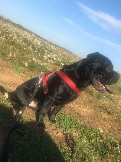 Hund vom Veterinäramt weggenommen-Beitrag-Bild