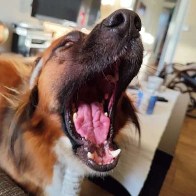 Hundetreffen-Elsapark Leipzig-Profilbild