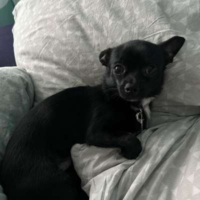 Hundetreffen-Gassirunden oder Hundepark-Bild