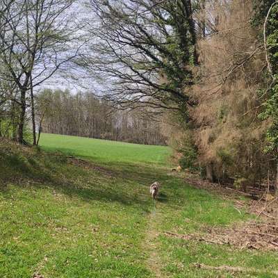 Hundetreffen-Spaziergang Schloss Burg-Bild