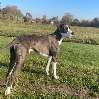 Hundetreffen-Freunde für Marvel-Bild