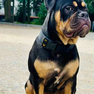Hundetreffen-POWERPARTY IN THE WOODS OR SO?-Bild