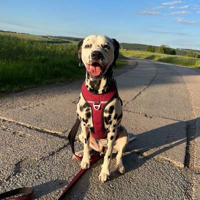 Hundetreffen-Spielpartner gesucht-Bild