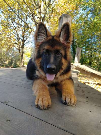 Schäferhund-Beitrag-Bild