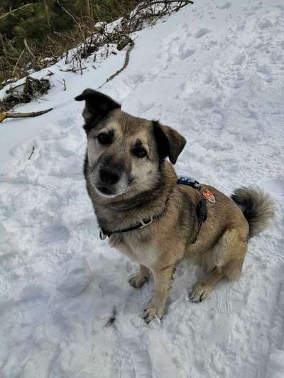 Auslandstierschutz-Beitrag-Bild