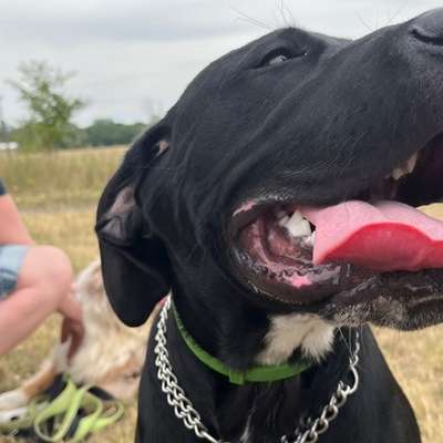 Hundetreffen-Spiel treffen in Delitzsch-Bild