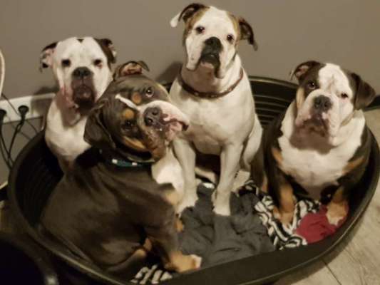 Die Dogorama Kalender Challenge Titelbild-Beitrag-Bild